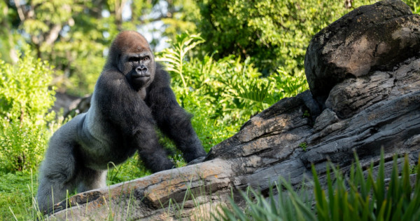 New Silverback Bakari Now Visible at Disney's Animal Kingdom