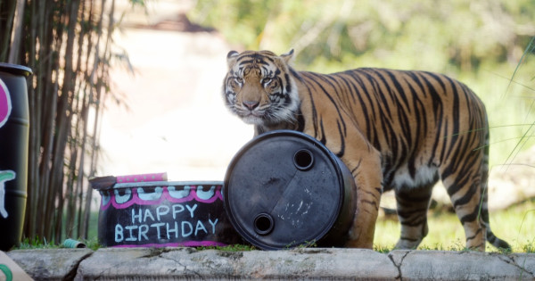 Animal Kingdom Tiger Bakso Moving To New Zoo This Autumn